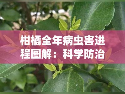 柑橘全年病虫害进程图解：科学防治与关键节点管理指南