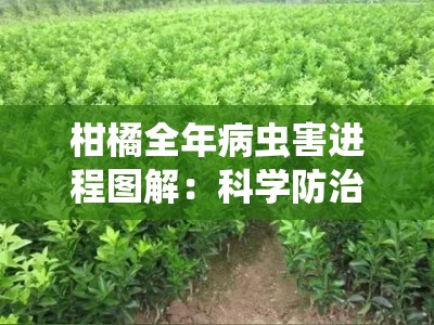 柑橘全年病虫害进程图解：科学防治与关键节点管理指南