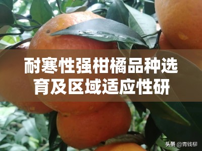 耐寒性强柑橘品种选育及区域适应性研究