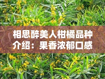 相思醉美人柑橘品种介绍：果香浓郁口感清甜的柑橘新贵解析