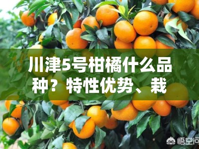 川津5号柑橘什么品种？特性优势、栽培要点及市场前景全解析