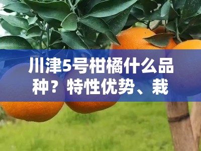 川津5号柑橘什么品种？特性优势、栽培要点及市场前景全解析