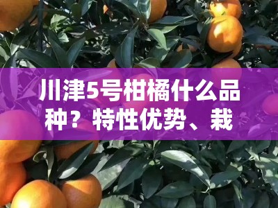 川津5号柑橘什么品种？特性优势、栽培要点及市场前景全解析