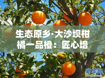 生态原乡·大沙坝柑橘一品橙：匠心培育的甜蜜馈赠