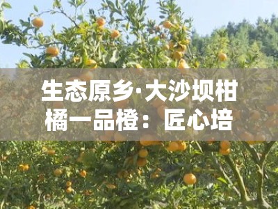 生态原乡·大沙坝柑橘一品橙：匠心培育的甜蜜馈赠