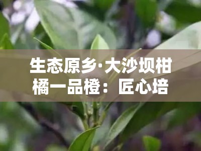 生态原乡·大沙坝柑橘一品橙：匠心培育的甜蜜馈赠