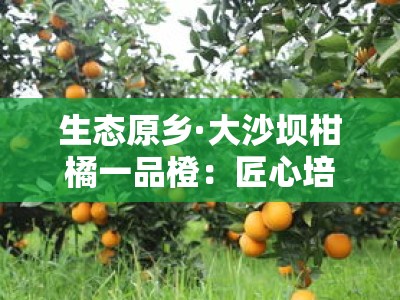 生态原乡·大沙坝柑橘一品橙：匠心培育的甜蜜馈赠