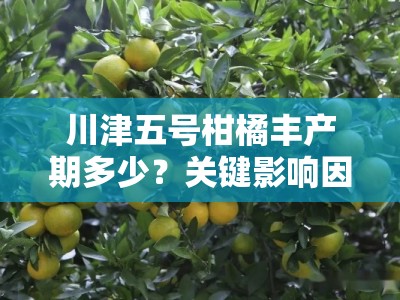 川津五号柑橘丰产期多少？关键影响因素及管理技巧解析