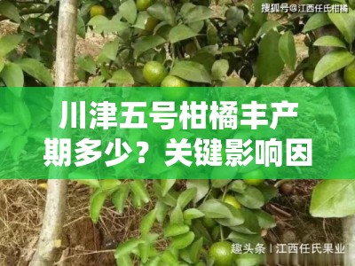 川津五号柑橘丰产期多少？关键影响因素及管理技巧解析