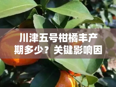 川津五号柑橘丰产期多少？关键影响因素及管理技巧解析