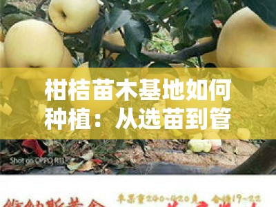 柑桔苗木基地如何种植：从选苗到管理的技术要点与实践指南