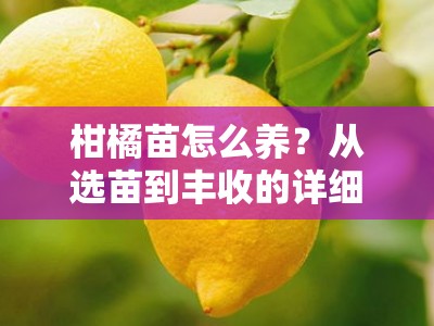 柑橘苗怎么养？从选苗到丰收的详细养护技巧全解析