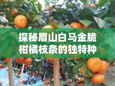 探秘眉山白马金脆柑橘枝条的独特种植技术与品质优势