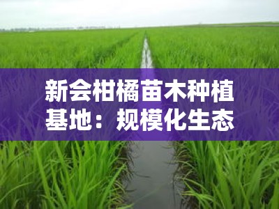 新会柑橘苗木种植基地：规模化生态种植示范基地