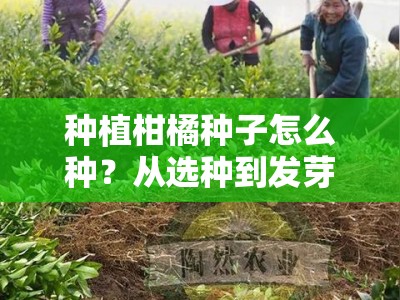 种植柑橘种子怎么种？从选种到发芽的详细步骤图解
