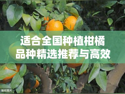 适合全国种植柑橘品种精选推荐与高效栽培技术指南