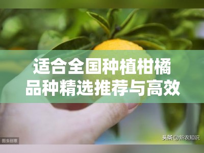 适合全国种植柑橘品种精选推荐与高效栽培技术指南