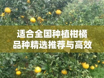 适合全国种植柑橘品种精选推荐与高效栽培技术指南