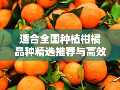适合全国种植柑橘品种精选推荐与高效栽培技术指南