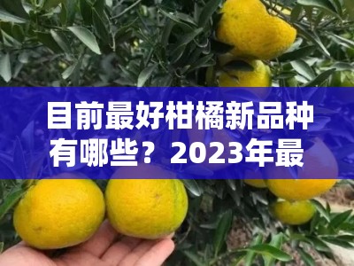 目前最好柑橘新品种有哪些？2023年最新推荐及品种优势解析