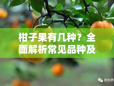 柑子果有几种？全面解析常见品种及产地差异