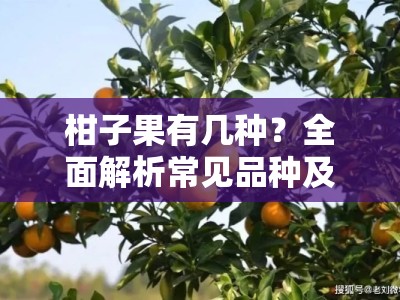 柑子果有几种？全面解析常见品种及产地差异
