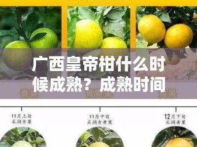 广西皇帝柑什么时候成熟？成熟时间与产区特点全解析