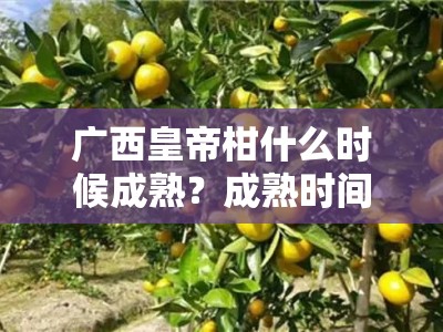广西皇帝柑什么时候成熟？成熟时间与产区特点全解析