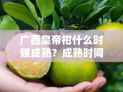 广西皇帝柑什么时候成熟？成熟时间与产区特点全解析
