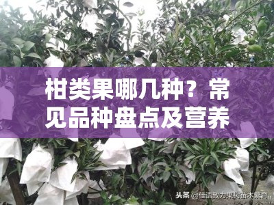 柑类果哪几种？常见品种盘点及营养价值解析