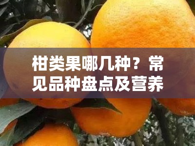 柑类果哪几种？常见品种盘点及营养价值解析