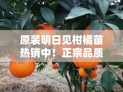 原装明日见柑橘苗热销中！正宗品质保障，专业栽培指南助力丰收