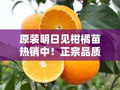 原装明日见柑橘苗热销中！正宗品质保障，专业栽培指南助力丰收