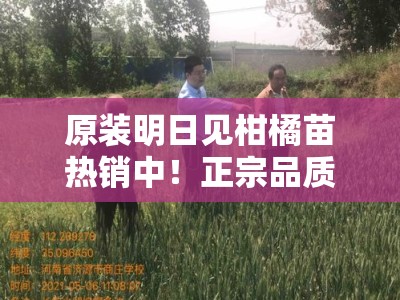 原装明日见柑橘苗热销中！正宗品质保障，专业栽培指南助力丰收