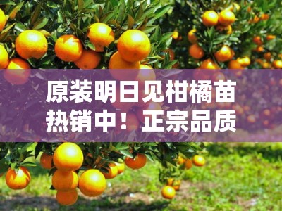 原装明日见柑橘苗热销中！正宗品质保障，专业栽培指南助力丰收