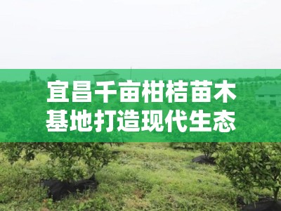 宜昌千亩柑桔苗木基地打造现代生态农业示范区，助力乡村振兴