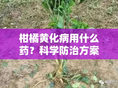 柑橘黄化病用什么药？科学防治方案与适用药物全解析