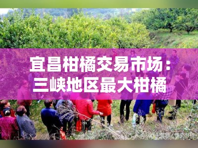 宜昌柑橘交易市场：三峡地区最大柑橘集散中心繁荣景象解析
