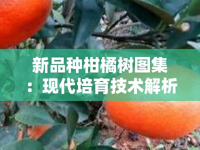 新品种柑橘树图集：现代培育技术解析与优质品种鉴赏图鉴