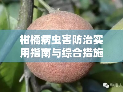柑橘病虫害防治实用指南与综合措施一览表