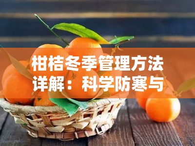 柑桔冬季管理方法详解：科学防寒与营养养护实用指南