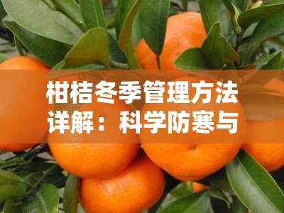 柑桔冬季管理方法详解：科学防寒与营养养护实用指南