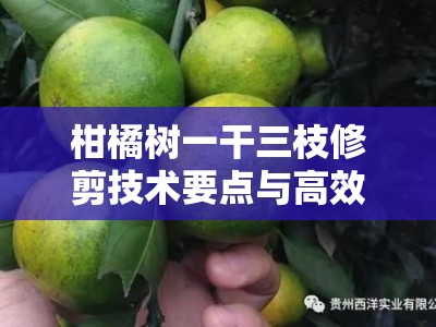 柑橘树一干三枝修剪技术要点与高效管理技巧解析