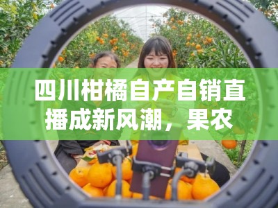 四川柑橘自产自销直播成新风潮，果农田间直发新鲜直达消费者