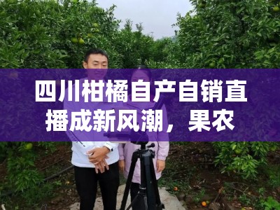 四川柑橘自产自销直播成新风潮，果农田间直发新鲜直达消费者