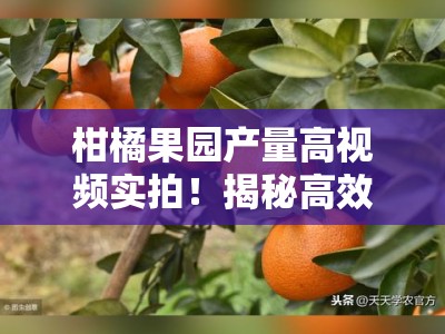 柑橘果园产量高视频实拍！揭秘高效管理技巧与丰收秘诀