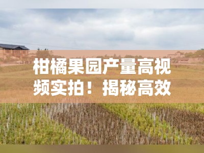 柑橘果园产量高视频实拍！揭秘高效管理技巧与丰收秘诀