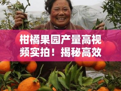 柑橘果园产量高视频实拍！揭秘高效管理技巧与丰收秘诀