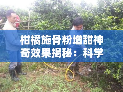 柑橘施骨粉增甜神奇效果揭秘：科学验证增产又提质的果农秘方