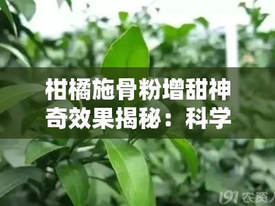 柑橘施骨粉增甜神奇效果揭秘：科学验证增产又提质的果农秘方